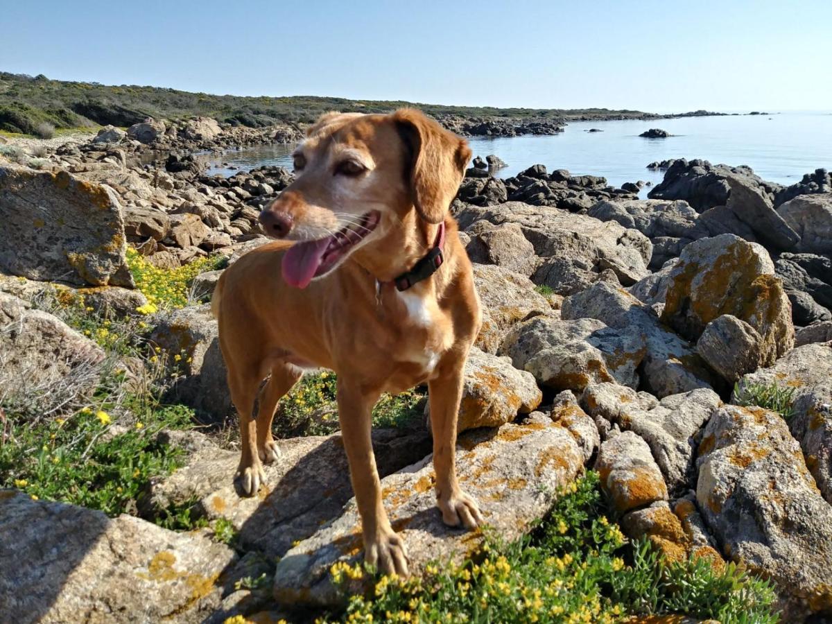 Iocchedda Porto Ottiolu